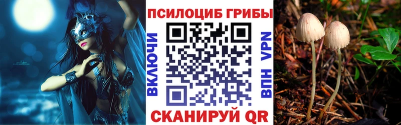 Псилоцибиновые грибы Psilocybe  где продают   Щёкино 
